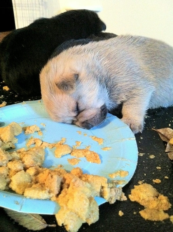 24 Adorable Animals Who Ate Themselves Into a Food Coma 