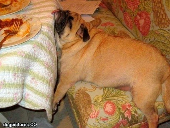 11-24-16-food-coma-pets23