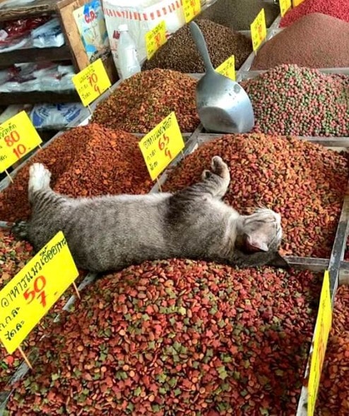 11-24-16-food-coma-pets3