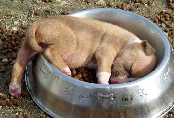 11-24-16-food-coma-pets7