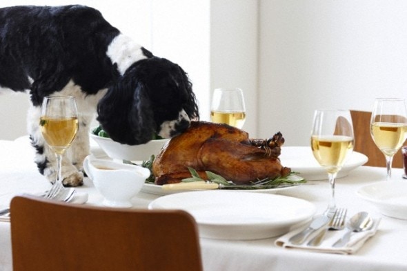 Toronto, Ontario, Canada --- Cocker Spaniel Eating Turkey on Table --- Image by © Radius Images/Corbis