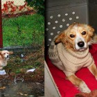 11.30.16 Soaking Wet Street Dog Just Needed a Sweater and Some Love7