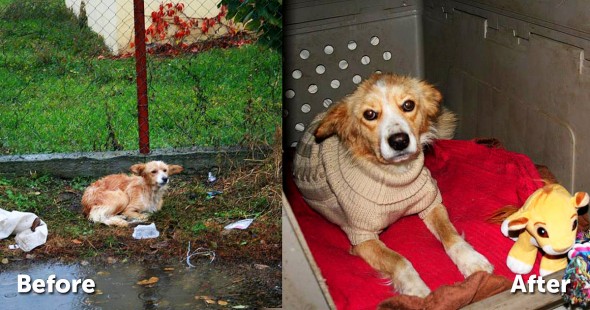 11-30-16-soaking-wet-street-dog-just-needed-a-sweater-and-some-love7