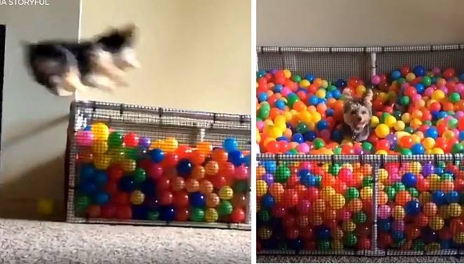 dog ball pit