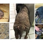 11.7.16 Petition to Stop Animal Victims from Being Returned to Their Abusers1