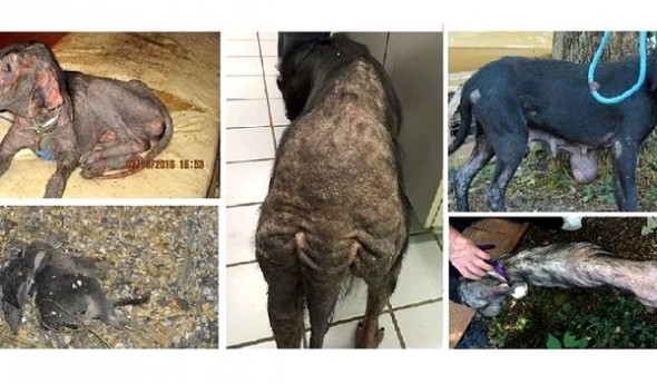 11-7-16-petition-to-stop-animal-victims-from-being-returned-to-their-abusers1