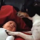 11.7.16 pets adopting human babies