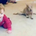 11.8.16 Paraplegic Senior Dog Adopts His Familys Baby Teaches Him to Crawl8