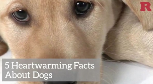 5-facts