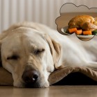 dog thanksgiving turkey