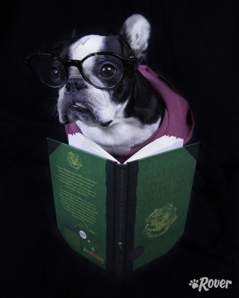 harry-potter_final