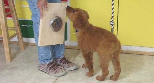 traindog3