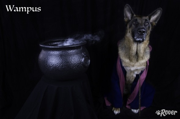 wampus_final
