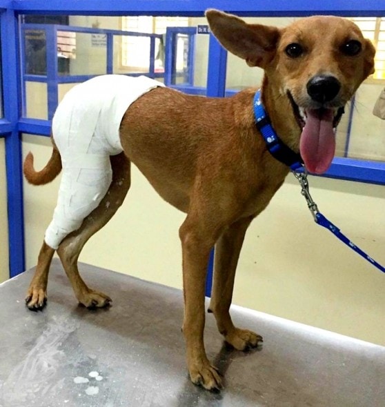 10-14-16-update-dog-thrown-off-roof-by-medical-students-recovers-is-adopted5