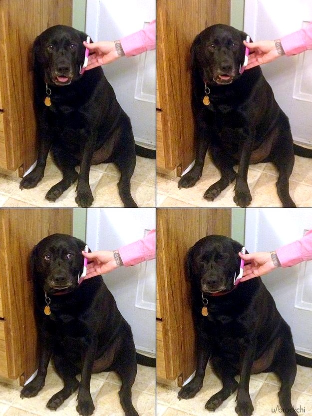 31 Seriously Funny Dog and Cat Photos to Help You Get Through the Week 31 Seriously Funny Dog and Cat Photos to Help You Get Through the Week