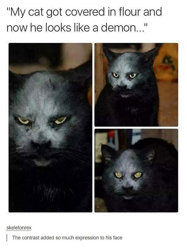 31 Seriously Funny Dog and Cat Photos to Help You Get Through the Week 31 Seriously Funny Dog and Cat Photos to Help You Get Through the Week
