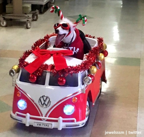 12-14-16-charming-christmas-canine-is-bringing-holiday-cheer-to-hospital-patients1