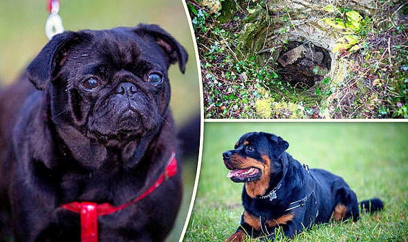 12-20-16-hero-rottweiler-saves-a-pug-trapped-in-a-hole-for-10-days1