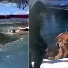 12.21.16 Man Jumps Into Frozen Lake to Save a Dog from Drowning5
