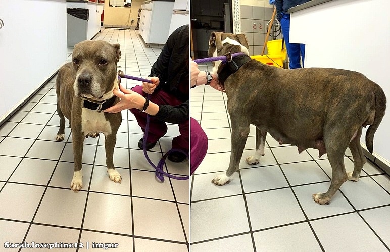 Pregnant Pit Bull Locked In A Dumpster Is Rescued Just Hours Before Giving Birth Life With Dogs,Rudbeckia Fulgida