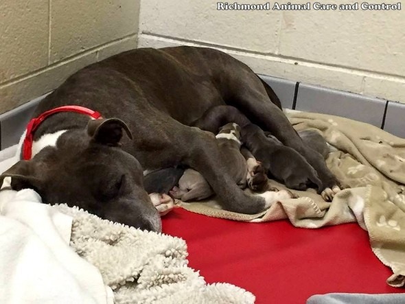12-21-16-pregnant-dog-thrown-in-dumpster-rescued-hours-before-giving-birth7