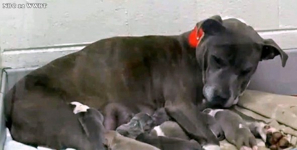 12-21-16-pregnant-dog-thrown-in-dumpster-rescued-hours-before-giving-birth8