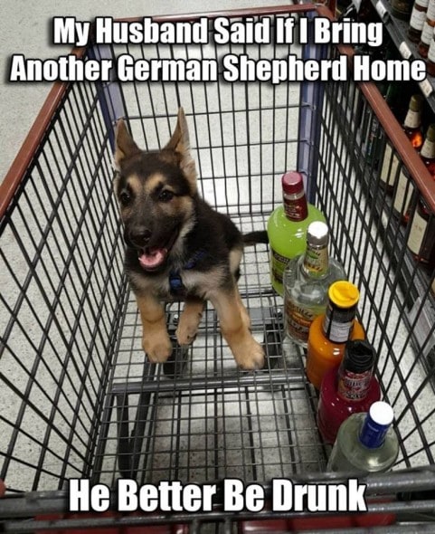 12-22-16-gsd-photos1