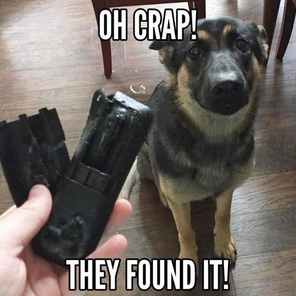 12-22-16-gsd-photos10