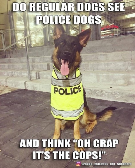 12-22-16-gsd-photos16