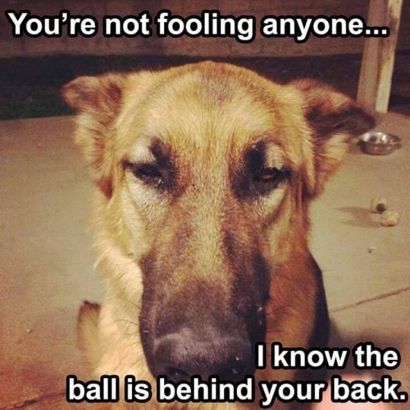 12-22-16-gsd-photos5