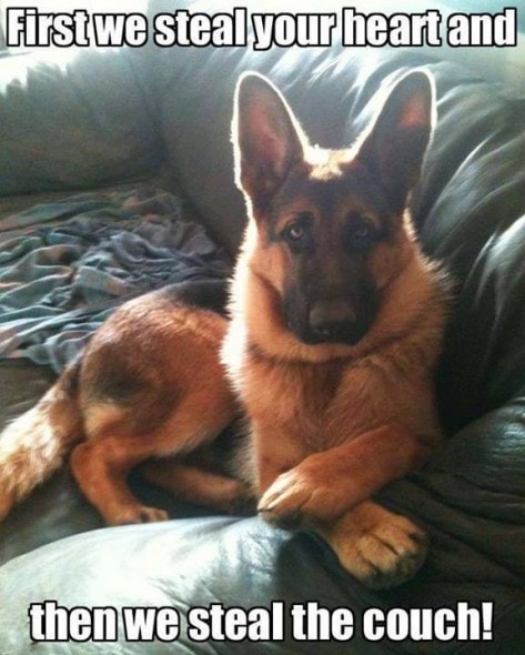 12-22-16-gsd-photos8