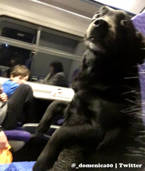 12-22-16-train-riding-dog-is-a-person-just-like-anyone-else1