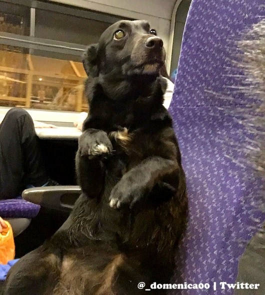 12-22-16-train-riding-dog-is-a-person-just-like-anyone-else2