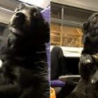 12.22.16 Train Riding Dog Is a Person Just Like Anyone Else3
