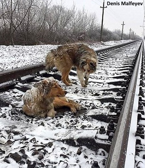 12-26-16-brave-dog-protects-injured-girlfriend-from-oncoming-train1