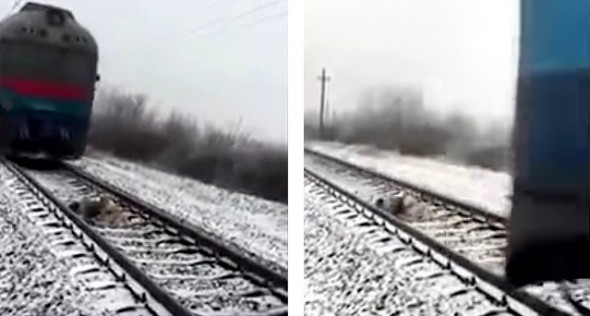 12-26-16-brave-dog-protects-injured-girlfriend-from-oncoming-train2