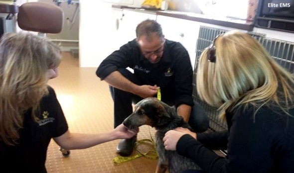 12-28-16-mean-dog-rescued-by-paramedics-is-one-of-the-crew10
