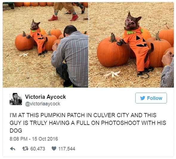 12-31-16-best-tweets-of-2016-12