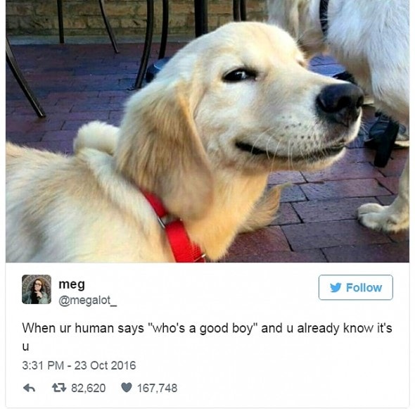 12-31-16-best-tweets-of-2016-17