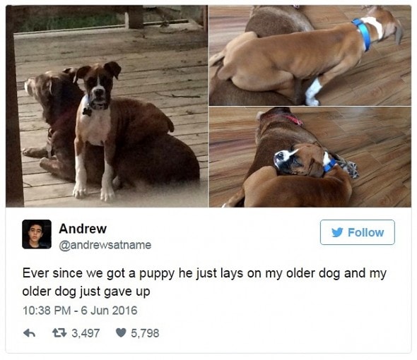 12-31-16-best-tweets-of-2016-18