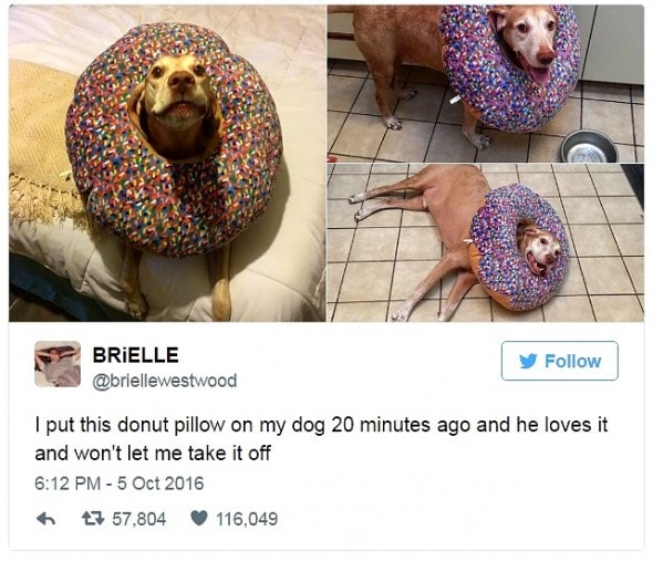12-31-16-best-tweets-of-2016-2