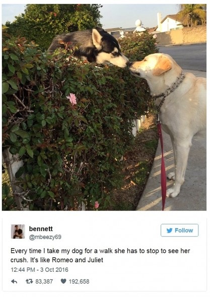 12-31-16-best-tweets-of-2016-7