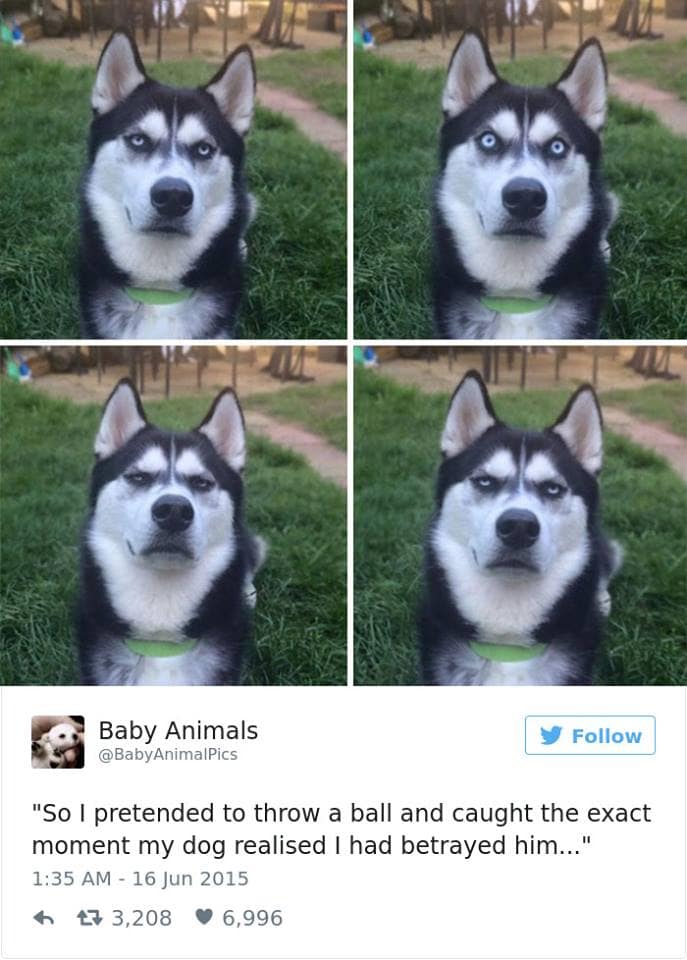 12-4-16-husky-floof-photos2