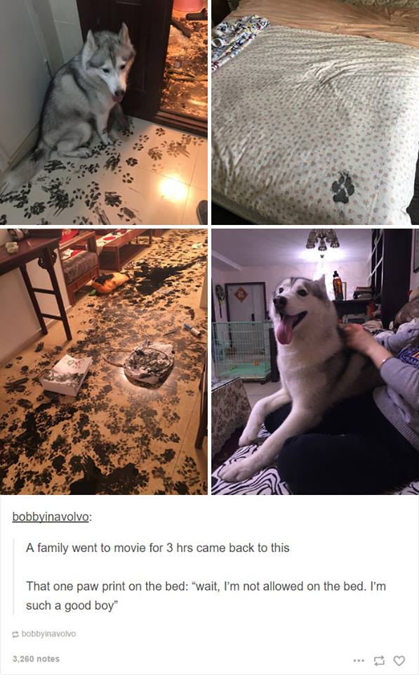 12-4-16-husky-floof-photos3