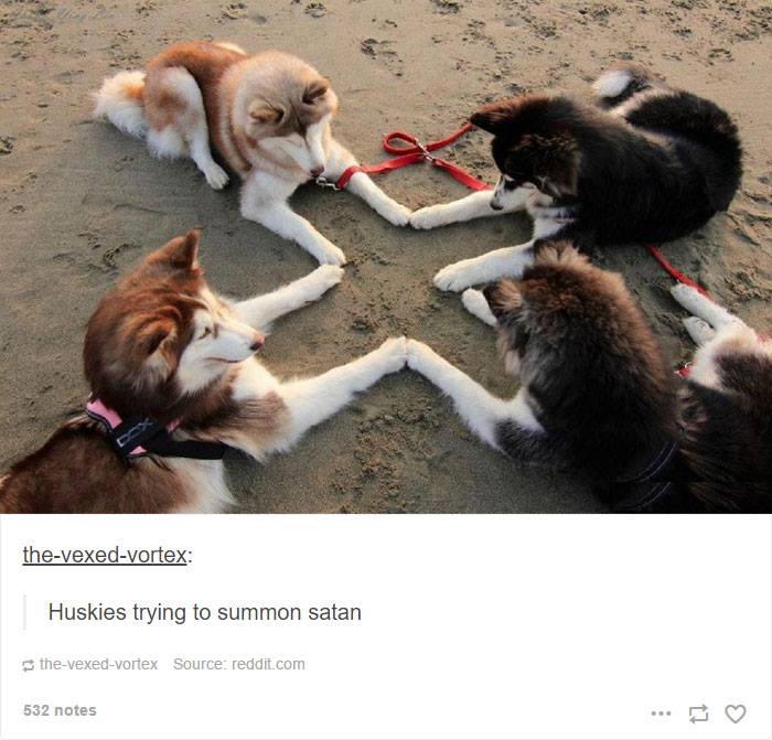 12-4-16-husky-floof-photos4