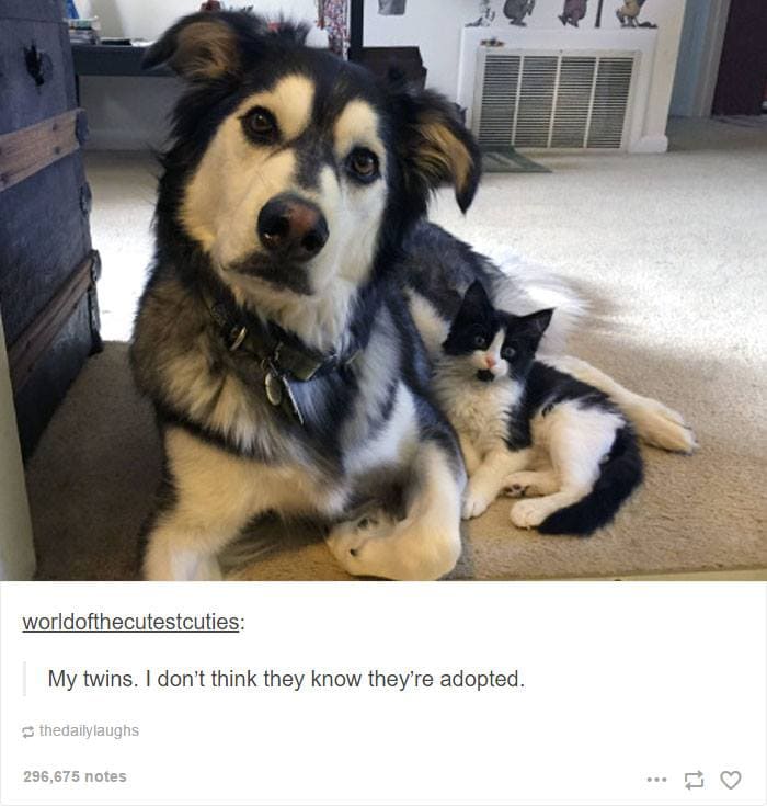 12-4-16-husky-floof-photos5