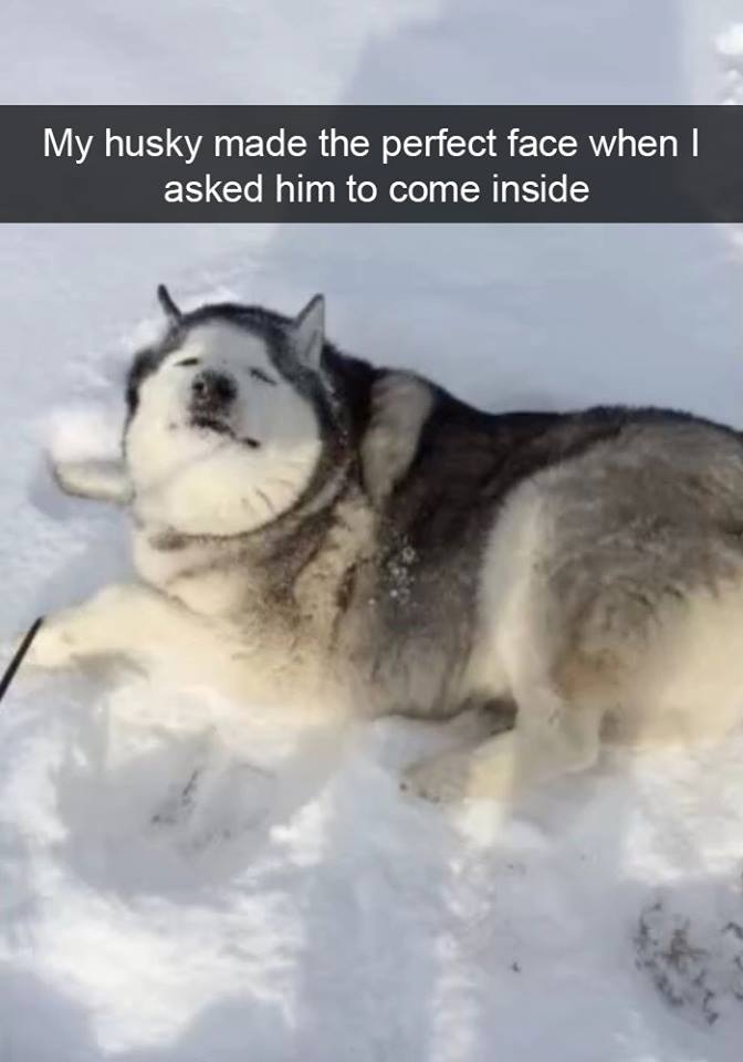12-4-16-husky-floof-photos7