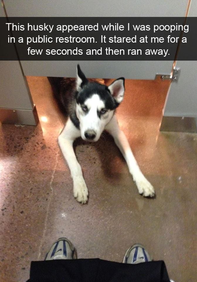 12-4-16-husky-floof-photos8