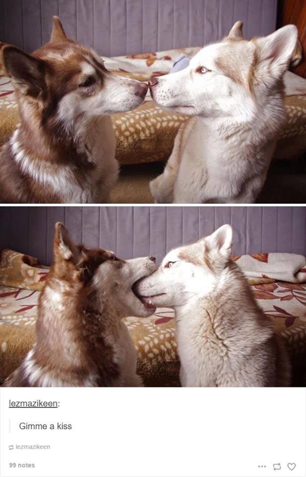 12-4-16-husky-floof-photos9