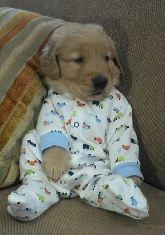 What Could Possibly Be Better Than Puppies in PJs